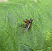 Thumbnail 110742 B