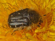 Thumbnail 110766 B