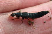 Thumbnail 111857 B