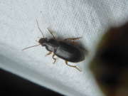 Thumbnail 111955 A