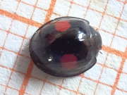 Thumbnail 112361