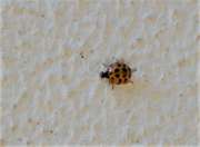 Thumbnail 112697 A