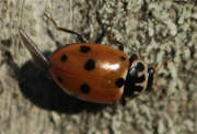 Thumbnail 113029 A