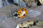 Thumbnail 113552 B