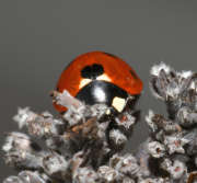 Thumbnail 114006 B