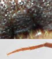 Thumbnail 114362 B