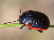 Thumbnail 114902 B