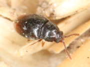 Thumbnail 115909 B