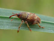 Thumbnail 116148 B