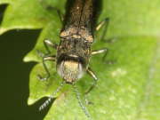 Thumbnail 117219 B