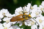 Thumbnail 117472 B