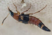 Thumbnail 117613 A