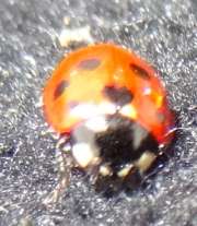 Thumbnail 118129 B