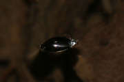 Thumbnail 118418 B