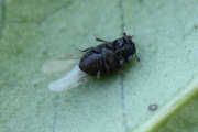 Thumbnail 118512 C
