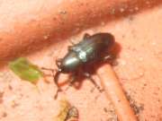 Thumbnail 118537 B