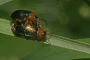 Thumbnail 119247 B