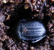 Thumbnail 119471 A