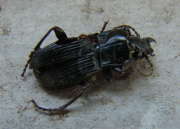 Thumbnail 119485