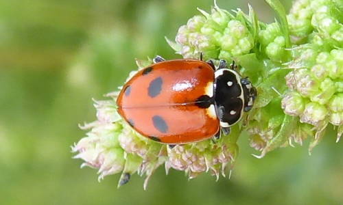 Userfoto