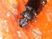 Thumbnail 120115 B