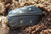 Thumbnail 121636 B