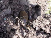 Thumbnail 122055 B