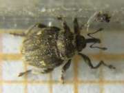 Thumbnail 122877 B