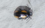Thumbnail 125339 B