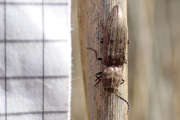 Thumbnail 125529 B