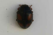 Thumbnail 126659 A
