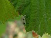 Thumbnail 127559 B