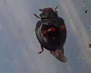 Thumbnail 127655