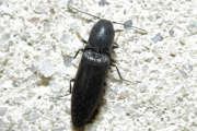 Thumbnail 127794 B