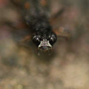 Thumbnail 131273 B
