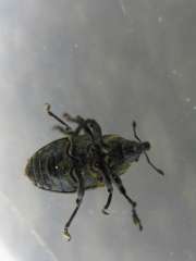 Thumbnail 131596 B