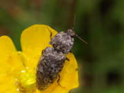 Thumbnail 132575 B