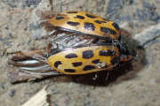 Thumbnail 133303 A