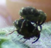 Thumbnail 133541 B