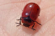 Thumbnail 133703 B