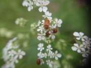 Thumbnail 134095 A