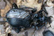 Thumbnail 135634 B