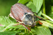 Thumbnail 137563 A