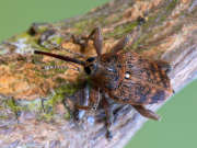 Thumbnail 138104 B