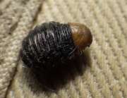 Thumbnail 139824 B