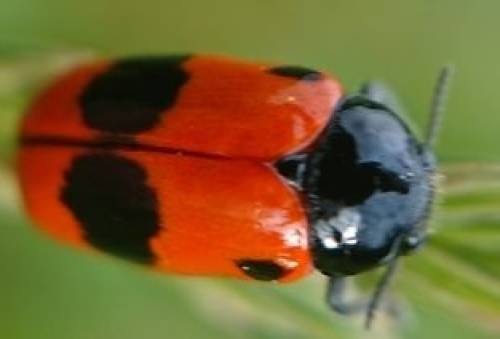 Userfoto