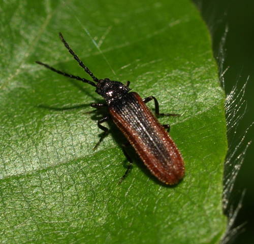 Userfoto