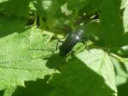 Thumbnail 140476 B