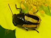 Thumbnail 142708 B