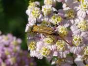 Thumbnail 144042 A
